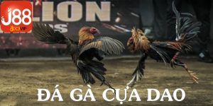 Đá gà cựa dao