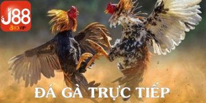 Đá gà trực tiếp